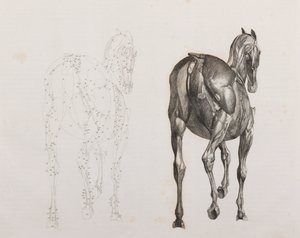 Tercera capa disecada de un caballo, vista trasera