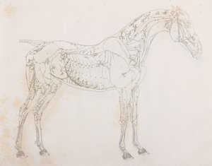 Tercera capa disecada de un caballo, vista lateral