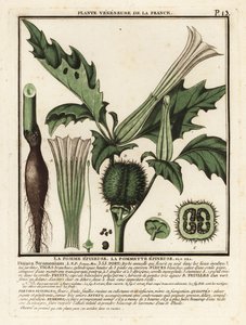 Espina de manzana, Datura stramonium.