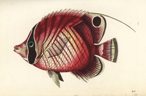 Pez mariposa, Chaetodon auriga (Chaetodon setifer). Ilustración dibujada y grabada por Richard Polydore Nodder. Grabado en cobre coloreado a mano de George Shaw y Frederick Nodder, The Naturalist