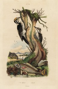 Pico tridáctilo, Picoides tridactylus, y picarel, Spicara smaris de Unbekannt