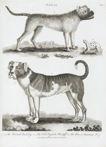 Tres tipos de perro de Unbekannt
