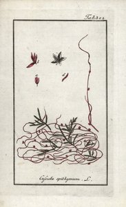 Cuscuta de tomillo o cuscuta de flor pequeña (Cuscuta epithymum). Litografía de "Afbeelding der Artseny-Gewassen" de Johannes Zorn (1739-1799), Países Bajos