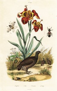 Iris de tigre y gran tinamú. de Unbekannter Künstler