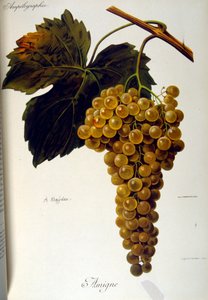 Portada de un tratado general francés sobre Viticultura (Cultivo de la uva para vino) 1905