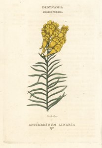 Lenteja de sapo, Linaria vulgaris (Antirrhinum linaria). Grabado en cobre coloreado a mano según una ilustración de Richard Duppa de su obra The Claves and Orders of the Linnaean System of Botany, Longman, Hurst, Londres. de Unbekannter Künstler
