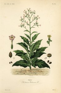 Planta de tabaco, Nicotiana tabacum de Unbekannt