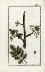 Goma tomentosa o tacamaca (Elaphrium tomentosum). Litografía de "Afbeelding der Artseny-Gewassen" de Johannes Zorn (1739-1799), Países Bajos. de Unbekannter Künstler