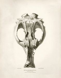 Toxodon Crane, animal prehistórico encontrado por Charles Darwin cerca de Montevideo, Uruguay, durante su viaje de exploración a bordo del Beagle. The Zoology of the voyage of H.M.S. Beagle under the command of Captain Fitzroy during the years 1832 to 1836 de Unbekannter Künstler
