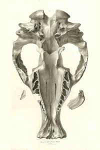Toxodon Crane, animal prehistórico encontrado por Charles Darwin cerca de Montevideo, Uruguay, durante su viaje de exploración a bordo del Beagle. The Zoology of the voyage of H.M.S. Beagle under the command of Captain Fitzroy during the years 1832 to 1836 de Unbekannter Künstler