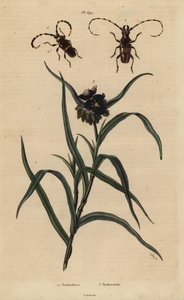 Trachyderes succinctus 1, Trachyderes mandibularis 2, y tradescantia de Virginia, Tradescantia virginiana 3