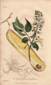 Árbol de las fiebres (Myroxylon peruiferum) - Agua fuerte de William Clarke para ilustrar "Botánica médica, descripción de las plantas medicinales de Londres, Edimburgo y Dublín" de John Stephenson y James Morss Churchill, publicado en Londres por John Chu de Unbekannter Künstler
