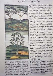 Árboles, cipreses y abetos silvestres, página del Códice Florentino, versión bilingüe en español y náhuatl, Historia General de las Cosas de Nueva España, por el misionero español Fray Bernardino de Sahagún (1499-1590). Civilización azteca de William M. Timlin