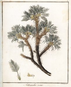 True Astragalus - Litografía de F. Guimpel, extraída de la botánica médica de Friedrich Gottlob Haynes (1763-1832), Berlín de Unbekannter Künstler