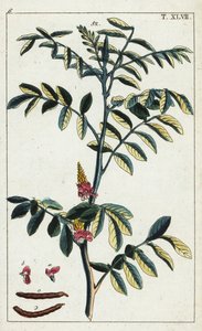 True indigo, Indigofera tinctoria. de Unbekannter Künstler
