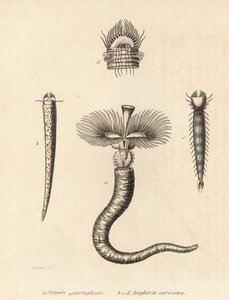 Gusano de tubo, Serpula vermicularis (Serpula contortuplicata), y gusano abanico, Amphictene auricoma (Amphitrite auricoma). Litografía coloreada a mano de Gebhart a partir de una ilustración de Zehner de la Galería de Historia Natural de Georg Friedrich T de Unbekannter Künstler