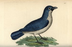 Alcaudón de Turati, Laniarius turatii (Alcaudón azul, Lanius bicolor). Ilustración dibujada y grabada por Richard Polydore Nodder. Grabado en cobre coloreado a mano de George Shaw y Frederick Nodder