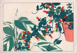 Manettia bicolor en maceta y dicadame o hierba de las flechas. Enredadera petardo, Manettia bicolor, en una maceta y arrurruz, Maranta arundinacea. Grabado en madera coloreado a mano de la obra de Konan Tanigami "Seiyou Sokazufu" (Álbum pictórico de planta de Unbekannter Künstler