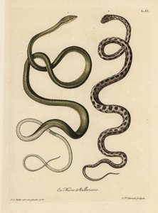 Dos serpientes de Surinam: La serpiente verde (¿serpiente látigo verde malaya, Ahaetulla mycterizans) y la serpiente de liga a cuadros, Thamnophis marcianus. La serpiente verde de Surinam, Coluber mycterizans, una serpiente blanca elegantemente manchada de