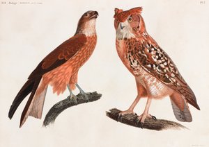 Dos ilustraciones en color de aves de Unbekannt