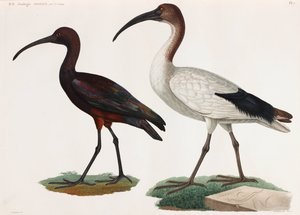 Dos ilustraciones en color de aves