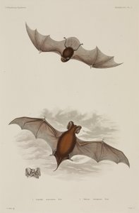 Dos tipos de murciélagos de Unbekannter Künstler