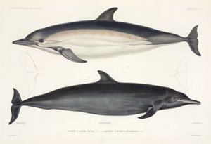 Dos tipos de delfines de Unbekannter Künstler