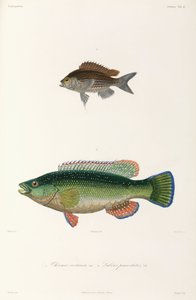 Dos tipos de pescado, Mar Negro de Unbekannter Künstler
