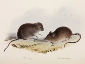 Dos tipos de ratón, América del Sur, c. 1832-1836 de Unbekannt
