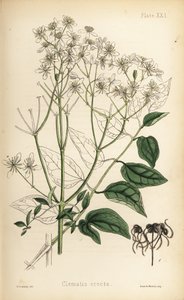 Enramada de vírgenes erecta, Clematis recta (Clematis erecta). Litografía coloreada a mano por Henry Sowerby de la Flora Homeopathica de Edward Hamilton, Bailliere, Londres. de Unbekannter Künstler