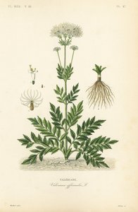 Valeriana, Valeriana officinalis de Unbekannt