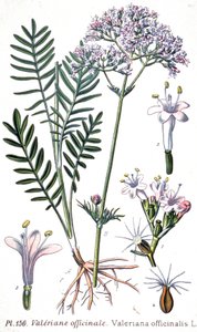 Valerian officinale, c.1880-1900 (grabado) de Unbekannter Künstler