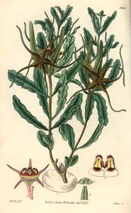 Variete de Brachystelma (Brachystelma crispum) - Ilustración de William Jackson Hooper (1785-1865), grabado de Swan, para la revista botánica de William Curtis