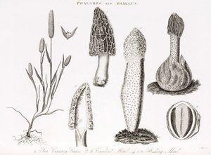 Variedad de gramínea phalaris aquatica y de hongos morilla de Unbekannt