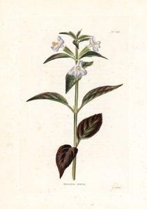 Variete de mimule - Litografía de George Cooke, para la revista británica Conrad Loddiges (1738-1826) de Unbekannter Künstler
