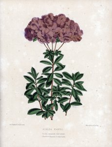 Variante de la maravilla Azalee, con pequeñas flores semi-dobles del tipo Amcena, de color púrpura pálido. Litografía de Worthington G.Smith (1835-1917), publicada en Floral Magazine de Unbekannter Künstler