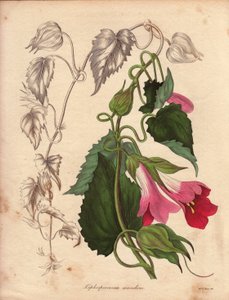 Variedad de Lophospermum (L.Scandens), trepadora con flores rosas y púrpuras. Especie descubierta por el Sr. Bates, muy extendida en los matorrales de México. Esta planta se cultivó en la colección de Charles Tayleure y estuvo presente en el Jardín Botánic de Unbekannter Künstler