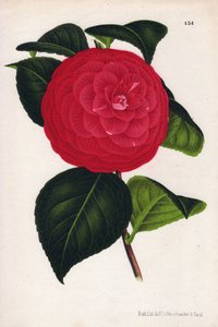 Variedad de camelias híbridas, llamada Marchesa Davia (Camellia japonica, Thea japonica) con flores rojas veteadas de rojo carmesí. Cromolitografía de P.de Pannemaeker, publicada hacia 1880 en Gante (Bélgica), en L