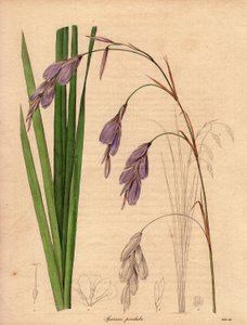 Variedad de iris (Sparaxis pendula), llamada flor Arlequín, originaria de Sudáfrica, con flores colgantes de color lila.Ilustración de R. Mills (en activo 1836-1842), en The Botanist, serie de Benjamin Maund en cinco volúmenes, publicada entre 1836 y 1842.