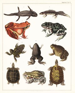 Variedades de anfibios, ranas y tortugas.,1841 (litografía)