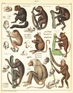 Variedades de simios. ,1841 (litografía) de Unbekannter Künstler