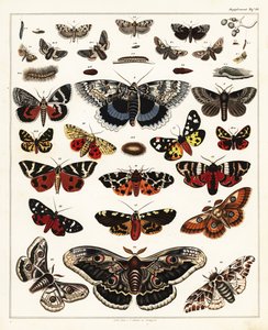 Variedades de mariposas, polillas, etc., 1841 (litografía)