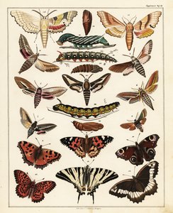 Variedades de mariposas, polillas, etc., 1841 (litografía) de Unbekannter Künstler