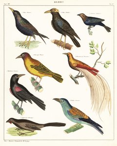 Variedades de aves exóticas. ,1841 (litografía) de Unbekannter Künstler