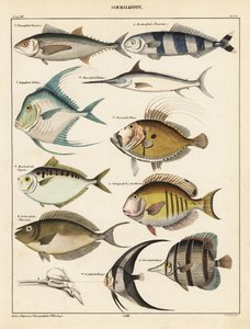 Variedades de peces, 1841 (litografía) de Unbekannter Künstler
