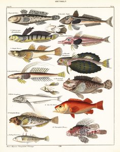 Variedades de peces, 1841 (litografía) de Unbekannter Künstler
