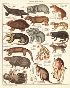 Variedades de marsupiales. ,1841 (litografía) de Unbekannter Künstler