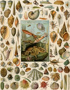 Variedades de moluscos, con vieiras, almejas, caracolas, caracoles y calamares. Litografía del siglo XIX. de Unbekannter Künstler