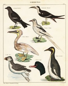 Variedades de aves marinas. ,1841 (litografía) de Unbekannter Künstler