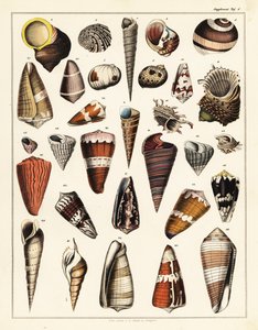 Variedades de conchas, moluscos.,1841 (litografía) de Unbekannter Künstler